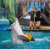 Дельфинарии, океанариумы в Славянске-на-Кубани